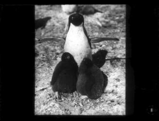 Adélie penguin and two chicks