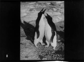 Two Adélie penguins