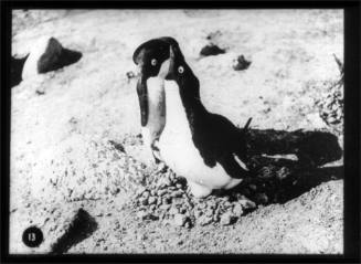 Two Adélie penguins