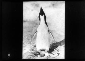 An Adélie penguin with eggs