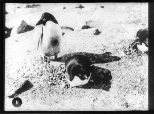 Adélie penguins nesting