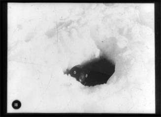 An Adélie penguin with its head coming up through the ice