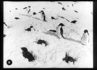 The Adélie penguin rookery at Cape Royds