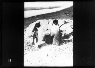 Two Adélie penguins and three chicks