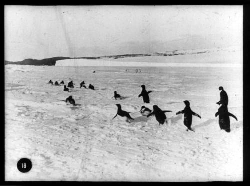 A group of  Adélie penguins on the ice
