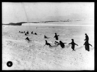 A group of  Adélie penguins on the ice