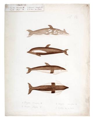 Dolphins study associated with the voyage of the URANIE