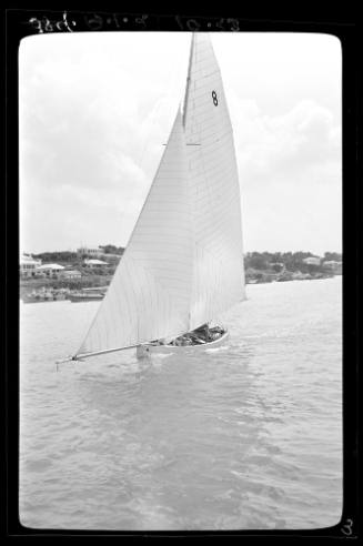 Bermuda dinghies on Sydney Harbour