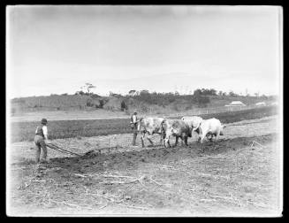 Portrait of two men and four oxen ploughing a field