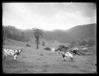 Portrait of three ayreshire cows in an open paddock at Kiama