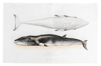 Balenoptere rostre pris sur les cotes de Bretagnes en Fevrier