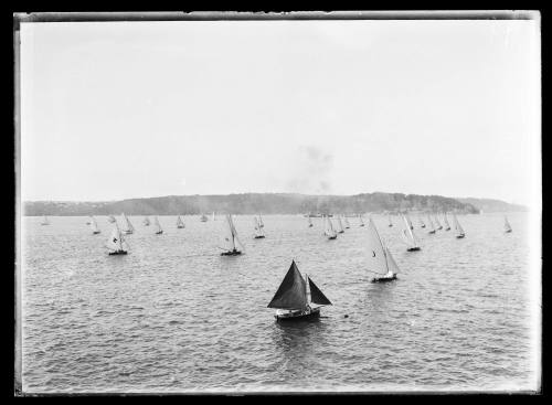 Large fleet of skiffs on harbour with Bradley's Head in distance  inscribed [79] on database.