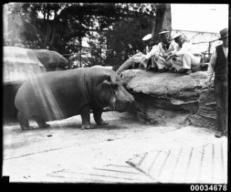 Sailors from the Japanese Imperial Naval Squadron observe a hippopotamus at Taronga Zoo
