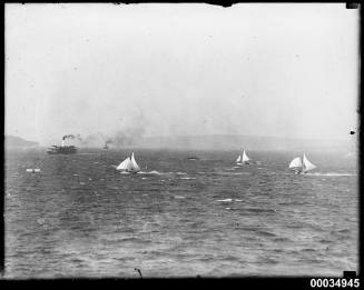 Three sloops racing near a ferry in Sydney Harbour
