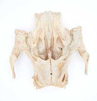 Dugong skull