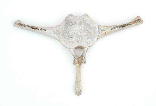 Dugong vertebrae