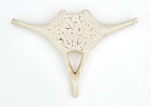 Dugong vertebrae