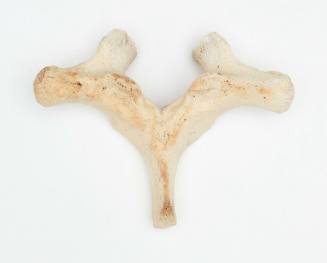 Dugong vertebrae