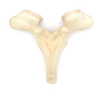 Dugong vertebrae