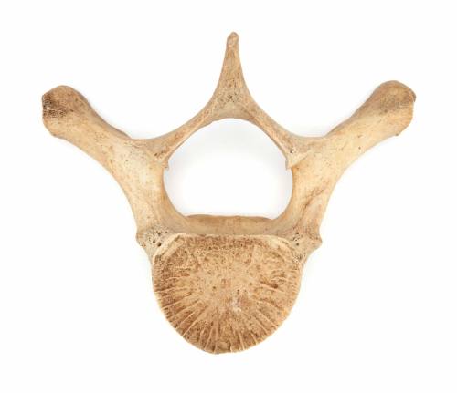 Dugong vertebrae