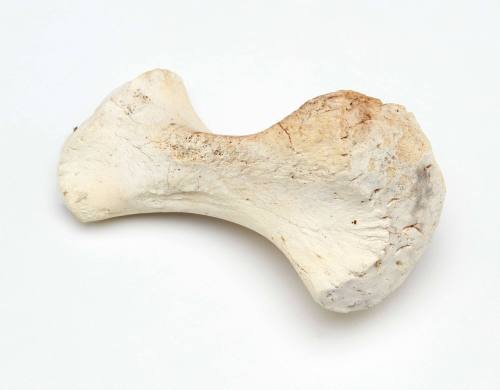 Dugong humerus