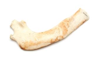 Dugong bone