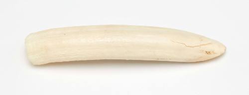 Dugong tusk