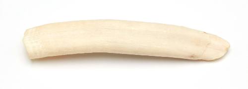 Dugong tusk