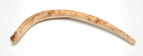 Dugong rib