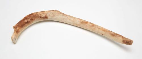 Dugong rib