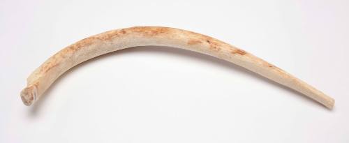 Dugong rib