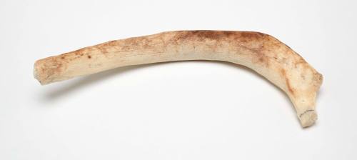 Dugong rib