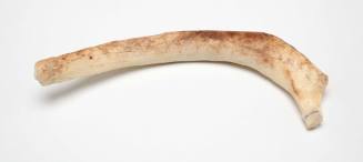 Dugong rib