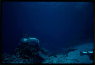 Underwater shot at reef bed of group of Grey Reef Sharks eating bait with camera equipment in left foreground