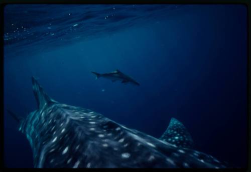 Underwater shot of Whale Shark dorsal fin with single Black King Fish in background