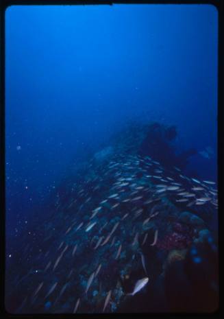 School of Yellowstripe Threadfin Bream (Pentapodus aureofasciatus) swimming over shipwrecked vessel
