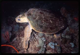 A Loggerhead sea turtle resting on top of coral