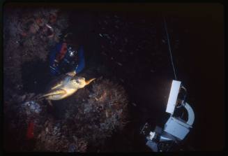 Ron Taylor filming a Loggerhead sea turtle at night