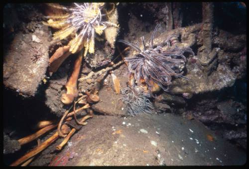 A close view of a shipwrecked vessel covered in algae and coral, a human skull and bones can be seen amongst the wreck