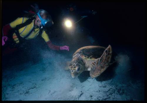 Valerie Taylor next to a Green sea turtle on the sea floor near the wreck site of the SS Yongala in Queensland, Australia