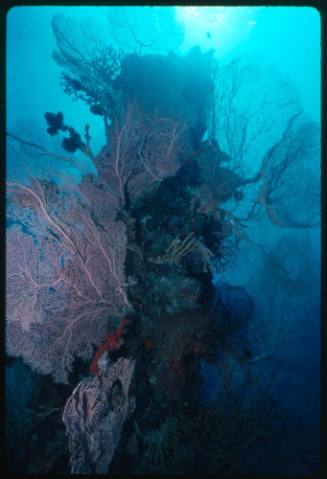 A large formation of Sea fan coral