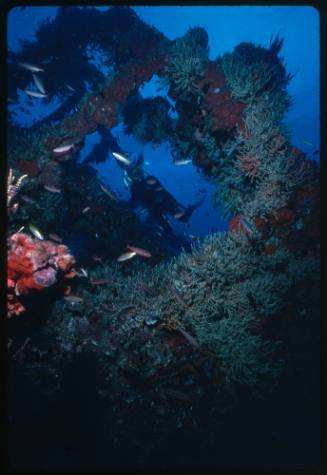 Valerie Taylor exploring the site of a shipwreck