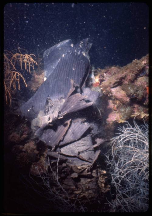 Decaying roll of fabric lying amongst coral