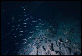 A school of small fish swimming above a shipwrecked vessel