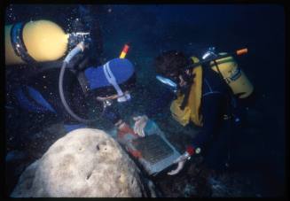 Two divers placing the SS Yongala commemorative plaque at the site of the wreck in Queensland, Australia