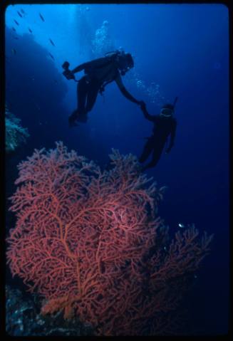 A close up of sea fan coral and Valerie and Ron Taylor swimming in the background