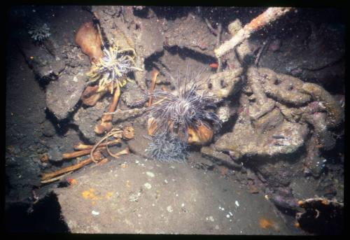 A close view of a shipwreck covered in algae and coral, a human skull and bones can be seen amongst the wreck