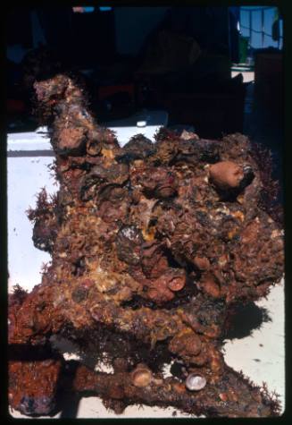 A piece of a shipwreck that is completely covered in rust, coral, algae and barnacles