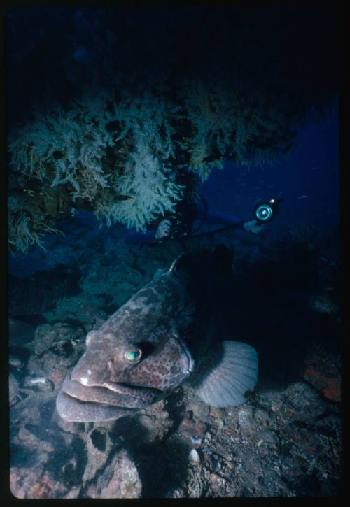 Mike Ball trying to photograph a Cod