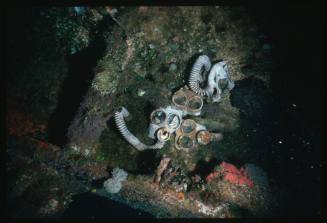Four gas masks lying on a submerged shipwreck at Truk Lagoon, Micronesia